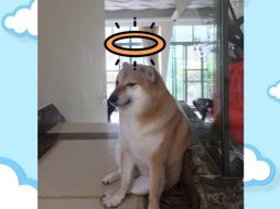 Por medio de Instagram, anunciaron que Cheems 