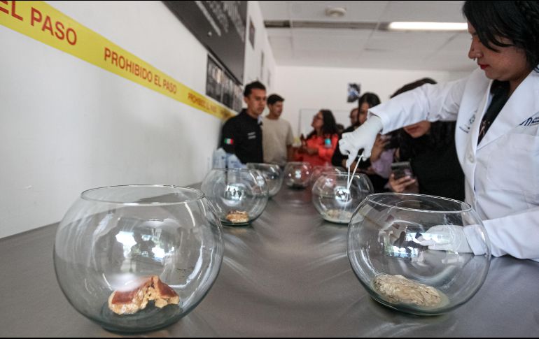 La investigadora informó que la técnica podrá ser ya incorporada a los procesos de investigación forense. EL INFORMADOR/H.Figueroa