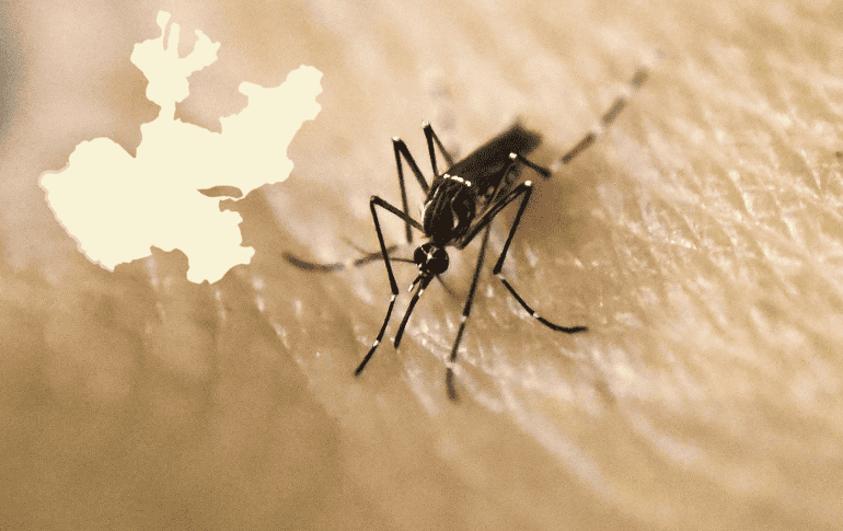 En comparación del año pasado, la cifra de casos de dengue ha aumentado, ya que en la misma semana 31 de 2022, había apenas 14 casos de dengue. AFP / ARCHIVO