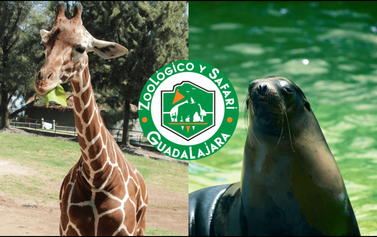 A partir de este viernes 25 y hasta el domingo 27, los niños de 3 a 11 años podrán ingresar pagando solamente $1 peso. FACEBOOK/ZOOLOGICO GUADALAJARA