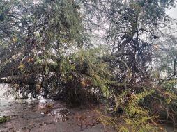 De acuerdo con la Unidad de Protección Civil y Bomberos de Tlaquepaque, algunas ramas alcanzaron a lastimar a una mujer y su hija menor de edad. ESPECIAL / Unidad de Protección Civil y Bomberos de Tlaquepaque