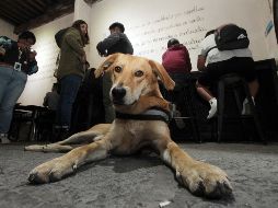 El perro es considerado como el mejor amigo del hombre. SUN/Archivo