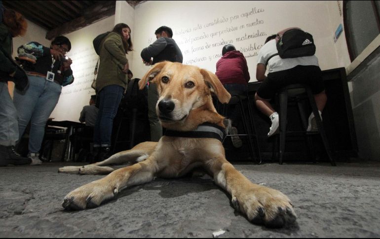 El perro es considerado como el mejor amigo del hombre. SUN/Archivo