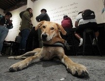 El perro es considerado como el mejor amigo del hombre. SUN/Archivo