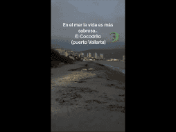 Según reportes de medios locales, fueron 8 cocodrilos los que salieron del estero que se encuentra localizado en Boca de Tomates, próxima a la zona hotelera de Marina Vallarta. FACEBOOK / Don Venancio