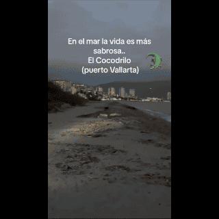 Captan a varios cocodrilos ingresar a la playa en Puerto Vallarta (VIDEO)