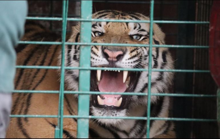 El municipio no informó si en la finca de donde escapó el animal aún hay tigres en cautiverio, pues en 2020 y en abril de 2023, felinos de este tipo ya se habían escapado del predio y se afirmaba, quedaban todavía dos ejemplares más en cautiverio. CORTESÍA / Ayuntamiento de Tlajomulco