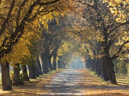 El otoño está próximo a llegar, en este año entrará durante el mes de septiembre. Unsplash.