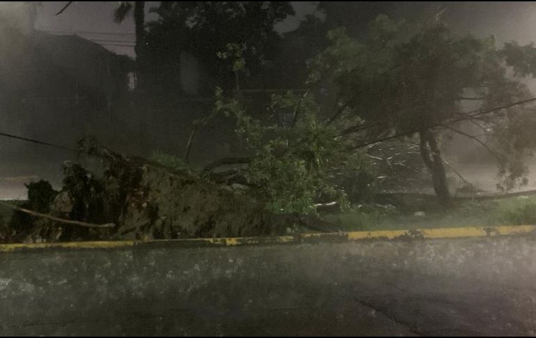 Protección Civil de Guadalajara y Zapopan reportaron árboles caídos en varios puntos del municipio. ESPECIAL