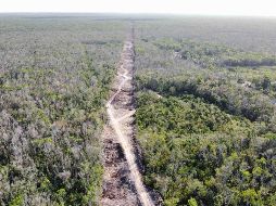 Investigadores enfatizan en el colapso ecológico y social que traerá consigo el megaproyecto de López Obrador. SUN / ARCHIVO