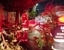Lluvias derriban más árboles; el Centro es el más afectado