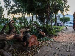 Este año suman mil 602 árboles que han caído a causa del temporal, una cifra superior a los mil 226 documentados en todo el año pasado. EL INFORMADOR / H. Figueroa
