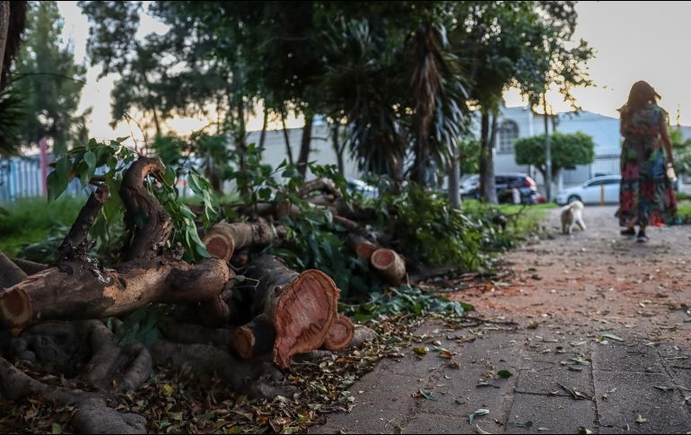 Este año suman mil 602 árboles que han caído a causa del temporal, una cifra superior a los mil 226 documentados en todo el año pasado. EL INFORMADOR / H. Figueroa