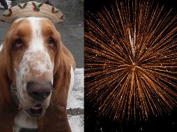 De acuerdo con un artículo de Animal Ethics, el oído de los animales es más sensible que el humano, por lo que las explosiones de fuegos artificiales resultan perturbadoras. ESPECIAL / SUN y NTX