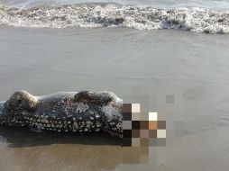 El cocodrilo podría haber sido atacado por otro ejemplar aún más grande, pero se investiga. ESPECIAL / Tribuna de la Bahía