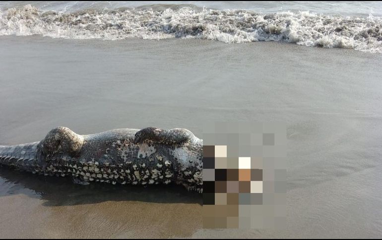 El cocodrilo podría haber sido atacado por otro ejemplar aún más grande, pero se investiga. ESPECIAL / Tribuna de la Bahía