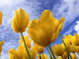 ¡Es momento de decirle a tu novia que la amas con una flor amarilla! Te contamos qué significa y por qué está la tradición de regalar flores amarillas cada 21 de septiembre. Unsplash.