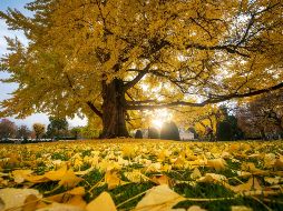 En el inicio de la estación podemos enfocarnos en ciertas metas y deseos que buscamos concretar, como la abundancia. AFP / P. Hertzog