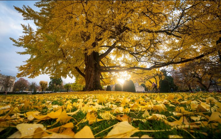 En el inicio de la estación podemos enfocarnos en ciertas metas y deseos que buscamos concretar, como la abundancia. AFP / P. Hertzog