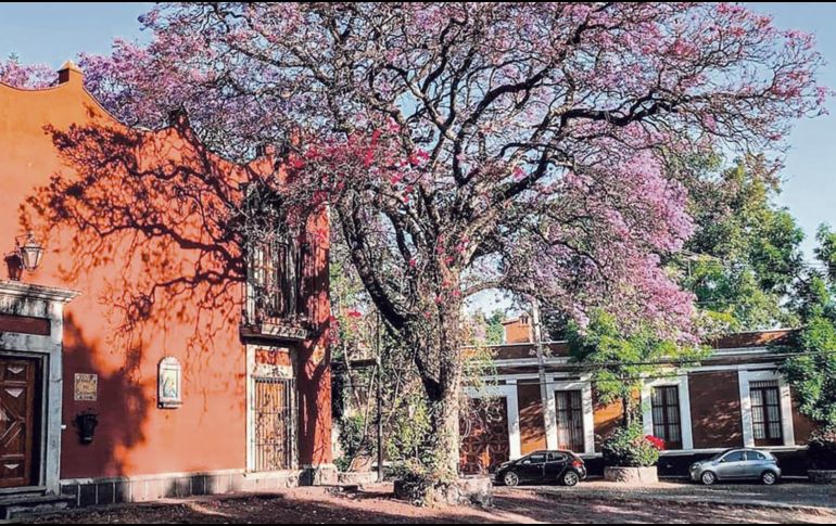 La belleza de San Ángel. Un barrio con personalidad única en la Ciudad de México. ESPECIAL