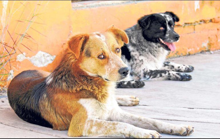 Se presentará una iniciativa para generar espacios en los mercados municipales para las mascotas. EL INFORMADOR/ ARCHIVO