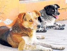 Se presentará una iniciativa para generar espacios en los mercados municipales para las mascotas. EL INFORMADOR/ ARCHIVO