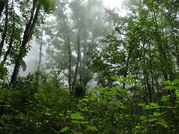 El bosque de maple de Jalisco es una joya de la naturaleza. ESPECIAL/ Gobierno de Jalisco