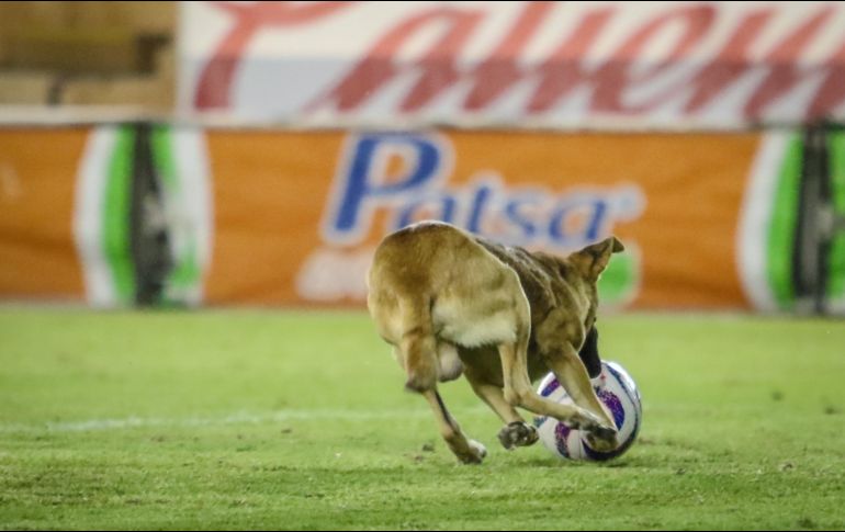 Los aficionados en las tribunas vieron como el animal corría con el balón que perdía el aire en el hocico, y cómo el marcador final terminó con un 4-0 favorable a los locales. IMAGO7