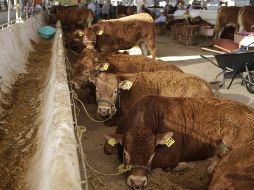 La muerte de los animales se ha identificado principalmente en los municipios de Los Altos y zona Norte de Jalisco. EL INFORMADOR/ARCHIVO