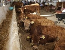 La muerte de los animales se ha identificado principalmente en los municipios de Los Altos y zona Norte de Jalisco. EL INFORMADOR/ARCHIVO