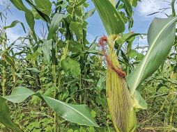 En el Día del Maíz, el Gobierno de México, con la presencia de la Secretaría de Cultura, Alejandra Fraustro, y otros funcionarios, reafirmó este viernes su respaldo al decreto presidencial en contra del maíz transgénico procedente de Estados Unidos. EL INFORMADOR/ ARCHIVO.