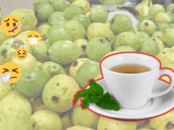 Aunque tiene infinidad de beneficios, se recomienda no exceder el consumo de las hojas de guayaba. EL INFORMADOR / ARCHIVO