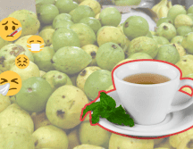 Aunque tiene infinidad de beneficios, se recomienda no exceder el consumo de las hojas de guayaba. EL INFORMADOR / ARCHIVO