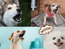 ¿Será que mi perro ve fantasmas y por eso ladra de la nada? SUN / ARCHIVO