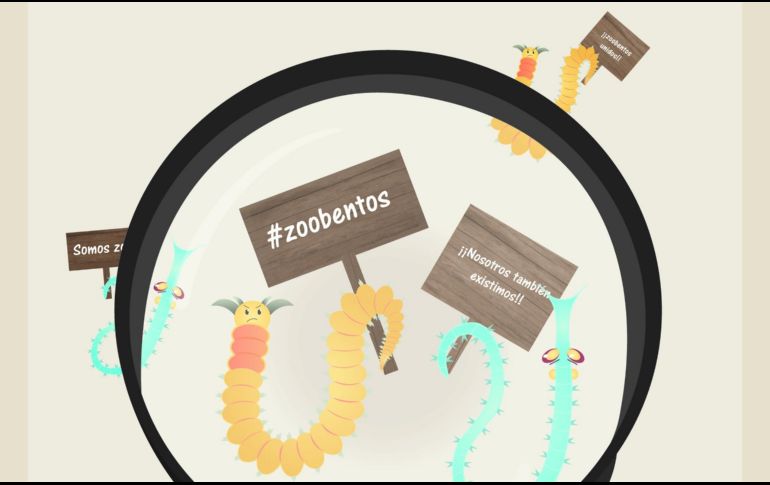 Si queremos proteger los océanos, necesitamos conocer los impactos que generamos sobre todas las formas de vida que habitan en los ambientes costeros y marinos. CORTESÍA/Aranza Rodríguez