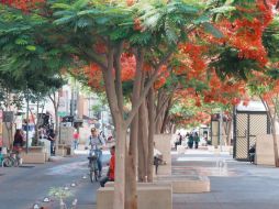 Paseo Alcalde, la columna del cambio en Guadalajara