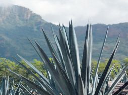 Avanza el reconocimiento del tequila a nivel global