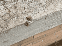 Por la fumigación masiva que se ha hecho en la UNAM, especialistas alertan sobre la muerte de otros polinizadores con importancia. ESPECIAL.