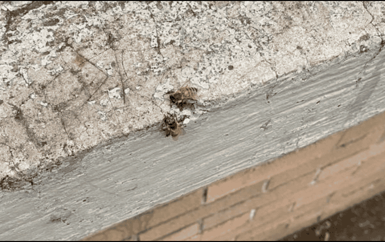 Por la fumigación masiva que se ha hecho en la UNAM, especialistas alertan sobre la muerte de otros polinizadores con importancia. ESPECIAL.