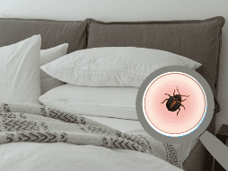 Estos pequeños insectos, que alguna vez parecieron ser una molestia del pasado, están haciendo un regreso notable en hogares, hoteles y lugares públicos. ESPECIAL.