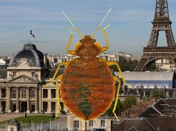 Los Juegos Olímpicos podrían ser la ocasión ideal para la infestación por parte de estos insectos que adoran a las multitudes. ESPECIAL / AFP