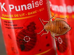 Muchos se preparan para combatir las chinches. Pero ¿Realmente funcionan los insecticidas para eliminar los insectos? AFP / ARCHIVO