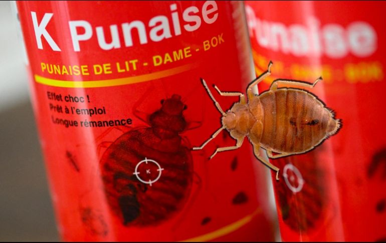 Muchos se preparan para combatir las chinches. Pero ¿Realmente funcionan los insecticidas para eliminar los insectos? AFP / ARCHIVO