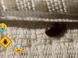 ¡Toma nota! Conoce las posibles soluciones para acabar con esta plaga. ESPECIAL / Prexels vía M. Lanciano