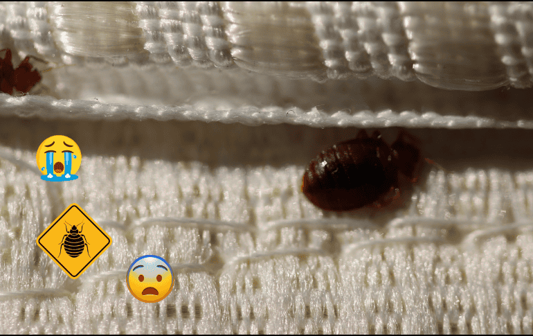 ¡Toma nota! Conoce las posibles soluciones para acabar con esta plaga. ESPECIAL / Prexels vía M. Lanciano