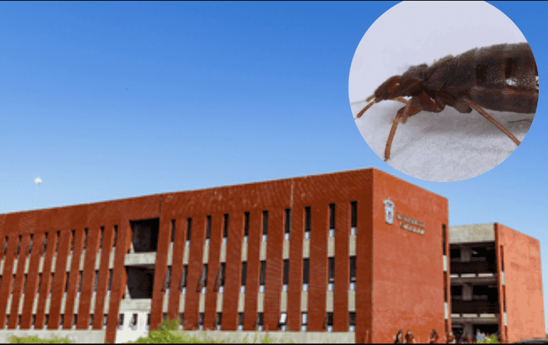 Aseguró, las chinches ya fueron erradicadas. Especial/Preparatoria de Tlajomulco en San José del Valle