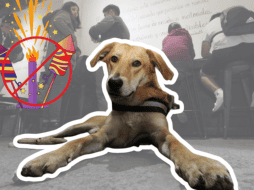 Consulta a tu veterinario para obtener orientación y posibles medicamentos. SUN / ARCHIVO