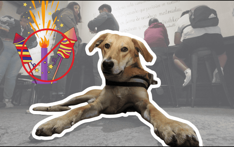 Consulta a tu veterinario para obtener orientación y posibles medicamentos. SUN / ARCHIVO