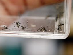 El control biológico es una estrategia considerada como no nociva para el medio ambiente. EFE / ARCHIVO