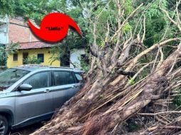 Un árbol caído casi aplasta a un vehículo en Puerto Vallarta tras el paso del huracán 